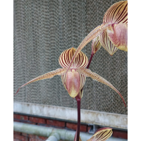 Paph. Hung Sheng Cape x Rothschildianum