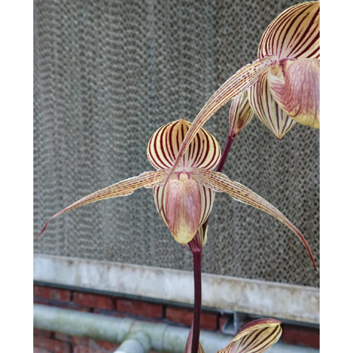Пафiопедилум (Hung Sheng Cape x Rothschildianum)