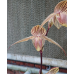 Пафiопедилум (Hung Sheng Cape x Rothschildianum)