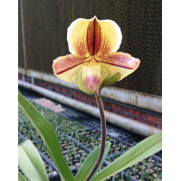 Paph. In-Charm Lady x Lippewunder 