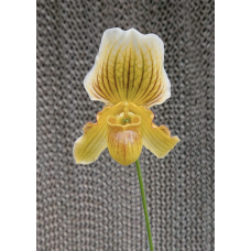 Paph. In-Charm Topaz x Fairrieanum 