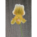 Пафиопедилум (In-Charm Topaz x Fairrieanum)