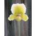 Пафиопедилум (In-Charm Topaz x Fairrieanum)