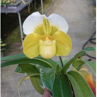 Paph. In-Charm Topaz x In-Charm Lovely 
