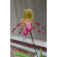 Paph. Lady Isobel x Glaucophyllum