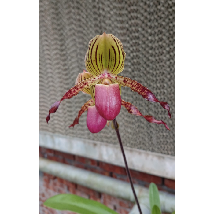 Пафиопедилум (Lady Isobel x Glaucophyllum)