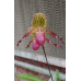 Пафиопедилум (Lady Isobel x Glaucophyllum)