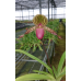 Пафиопедилум (Lady Isobel x Glaucophyllum)