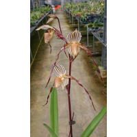 Paph. Lady Isobel x Laevigatum