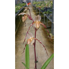 Paph. Lady Isobel x Laevigatum