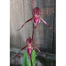 Paph. Lady Isobel x William Ambler