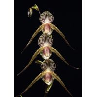 Paph. Lady Rothschild x Laevigatum