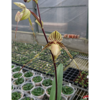 Paph. Laevigatum x Rothschildianum