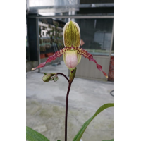 Paph. Liemianum x Laevigatum 