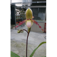 Paph. Liemianum x Laevigatum 