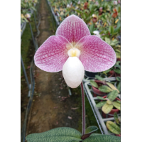 Paph. Micranthum x Knights Niveum