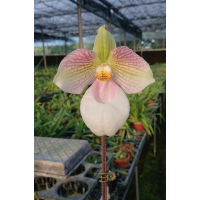 Paph. Micranthum x Malipoense