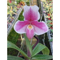 Paph. Niveum x Cocoa Sparkling Hunting