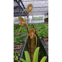 Paph. (Lady Isobel x William Ambler) x Anitum