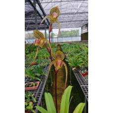 Paph. (Lady Isobel x William Ambler) x Anitum