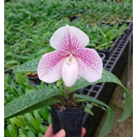 Paph. Bellatulum x Diane Redfern