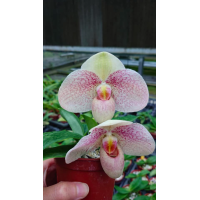 Paph. Bellatulum x Emersonii