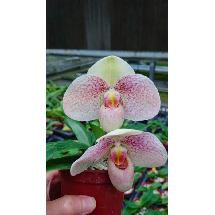 Пафиопедилум (Bellatulum x Emersonii)
