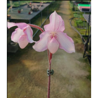 Paph. Delenatii x Fairrieanum