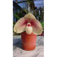 Paph. Greyi × Hangianum