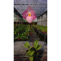 Paph. Delenatii x Micranthum