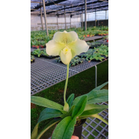 Paph. Hawaiian Shamrock x Knights Niveum