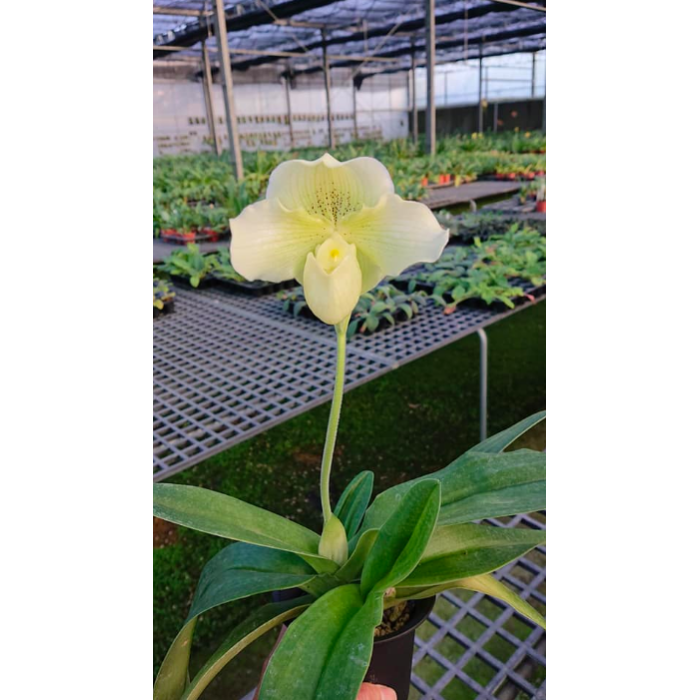 Пафiопедилум (Hawaiian Shamrock x Knights Niveum)