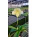 Пафiопедилум (Hawaiian Shamrock x Knights Niveum)