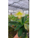 Пафiопедилум (Hawaiian Shamrock x Knights Niveum)
