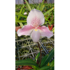 Paph. Henryanum x Knights Niveum