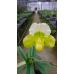 Пафiопедилум (In-Charm Topaz x In-Charm Lovely)
