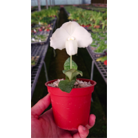 Paph. Iratsume Alba x Ang-Thong Alba