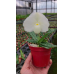 Пафиопедилум (Iratsume Alba x Ang-Thong Alba)