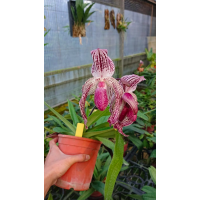 Paph. Lady Isobel x bellatulum
