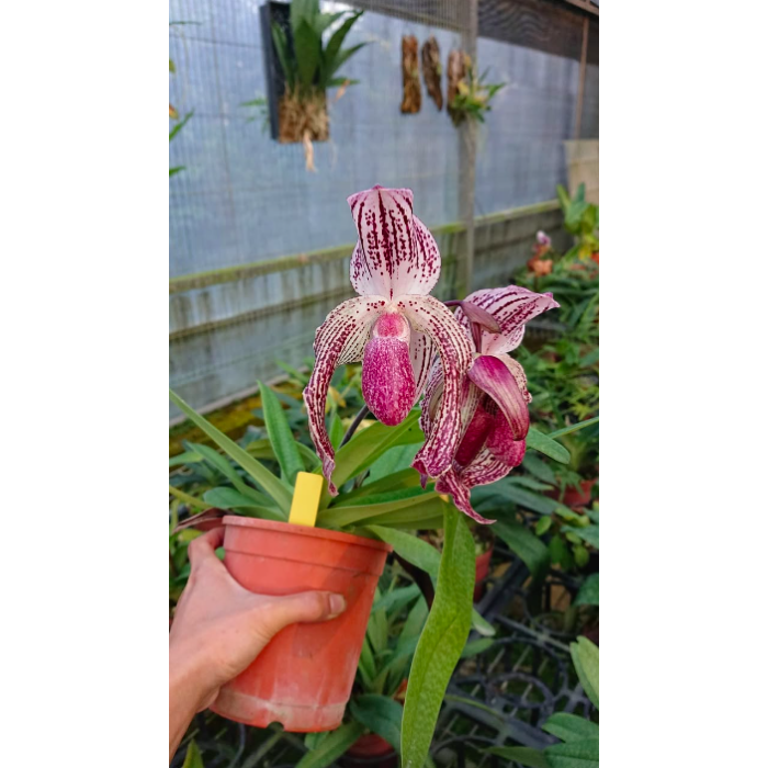 Пафиопедилум (Lady Isobel x bellatulum)