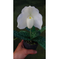 Paph. Iratsume alba x godefroyae alba