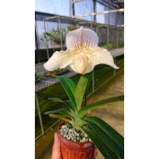 Paph. Lady Isobel x Knights Niveum