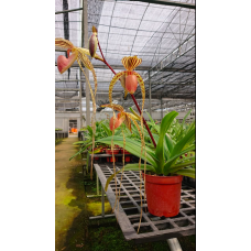 Paph. Lady Isobel x Sanderianum