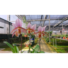 Paph. Laevigatum x Charlesworthii