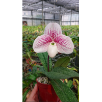 Paph. Leucochilum x Diane Redfern