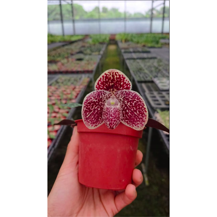 Пафiопедилум (Leucochilum x Wenshanense)