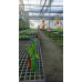 Пафиопедилум (Lowii x Haynaldianum)
