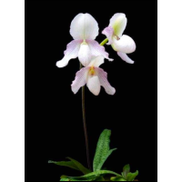Paph. Niveum x Glaucophyllum