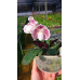 Пафиопедилум (Niveum x Leucochilum)