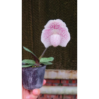 Paph. Niveum x Leucochilum
